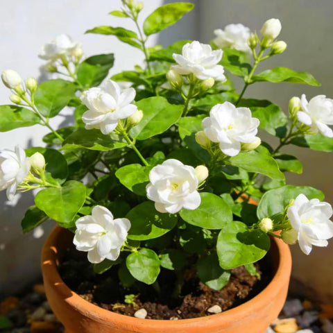 Mixrug Jasmine seedling care tips support warm sun and partial shade blooming.