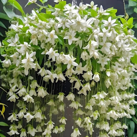Mixrug jasmine seeds ideal for containers and decorative climbing displays