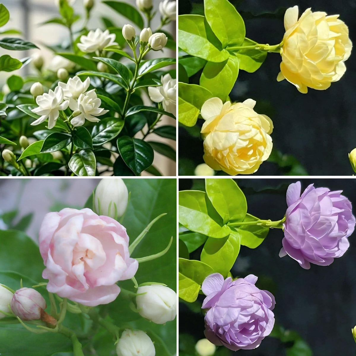 Mixrug jasmine seeds pack showing heirloom variety for vibrant garden color.