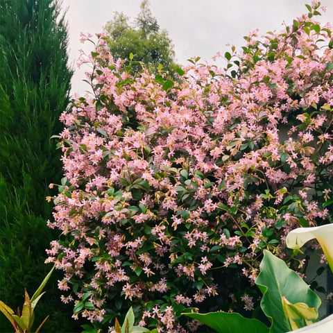 Early Mixrug jasmine vine growth showing potential fragrant blooms