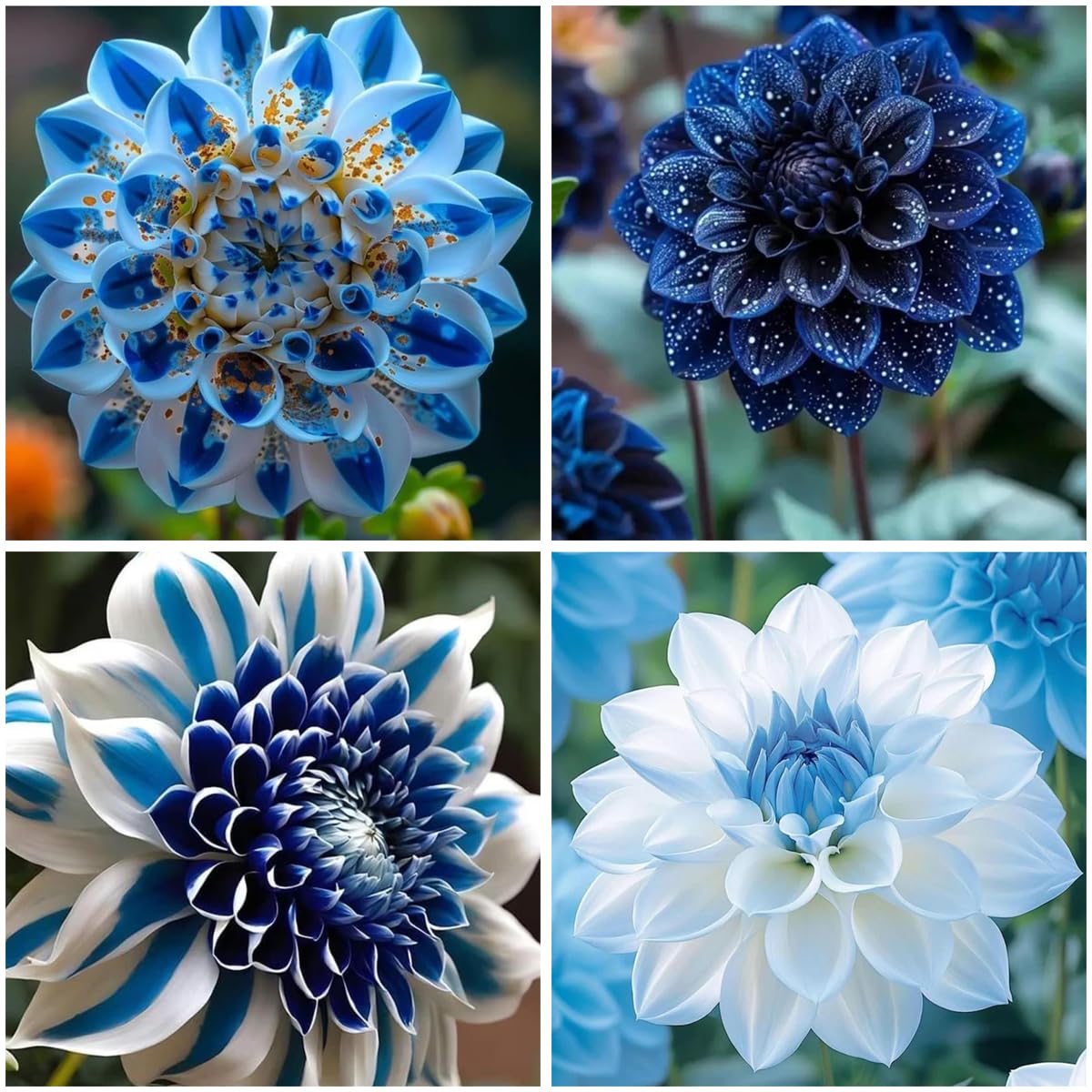 Mixrug Labyrinth Dahlia seeds bloom into a dramatic centerpiece with layered petals.