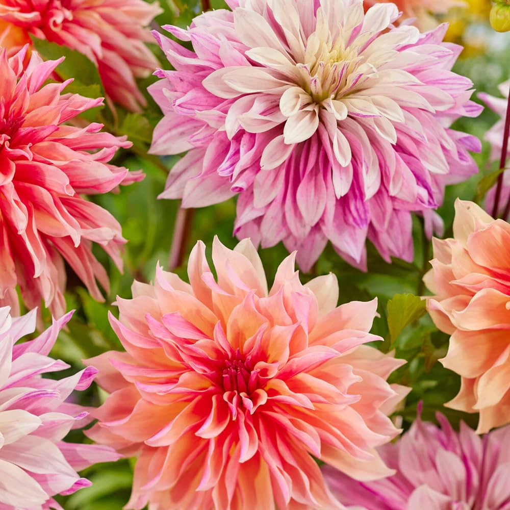 Mixrug Labyrinth Dahlia seeds centerpiece creation for a garden showcase.