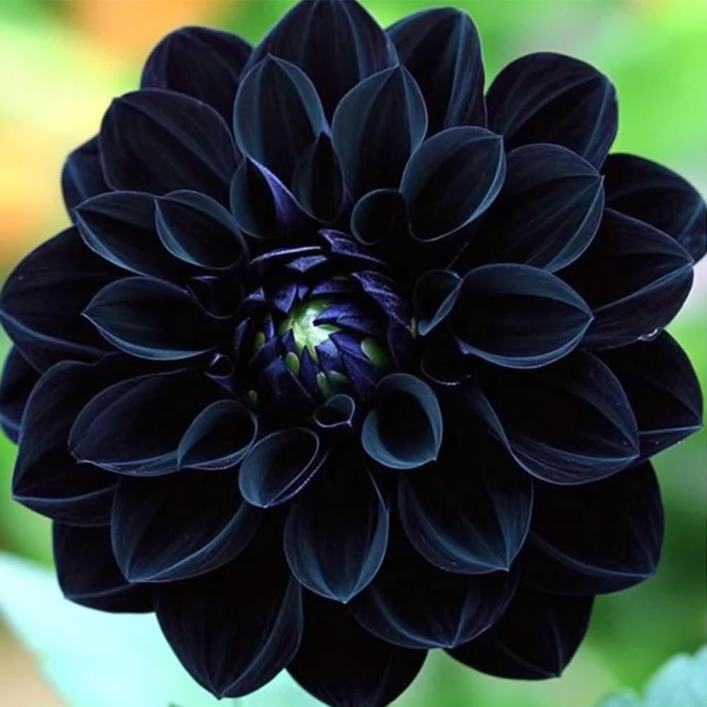 Mixrug Labyrinth Dahlia seeds heirloom non-gmo preserve classic beauty.