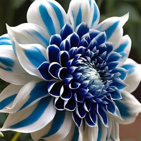 Mixrug Labyrinth Dahlia seeds porch-planter add depth to balconies.