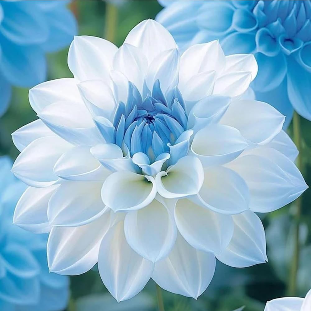 Mixrug Labyrinth Dahlia seeds pruning-care support blooming and bud development.