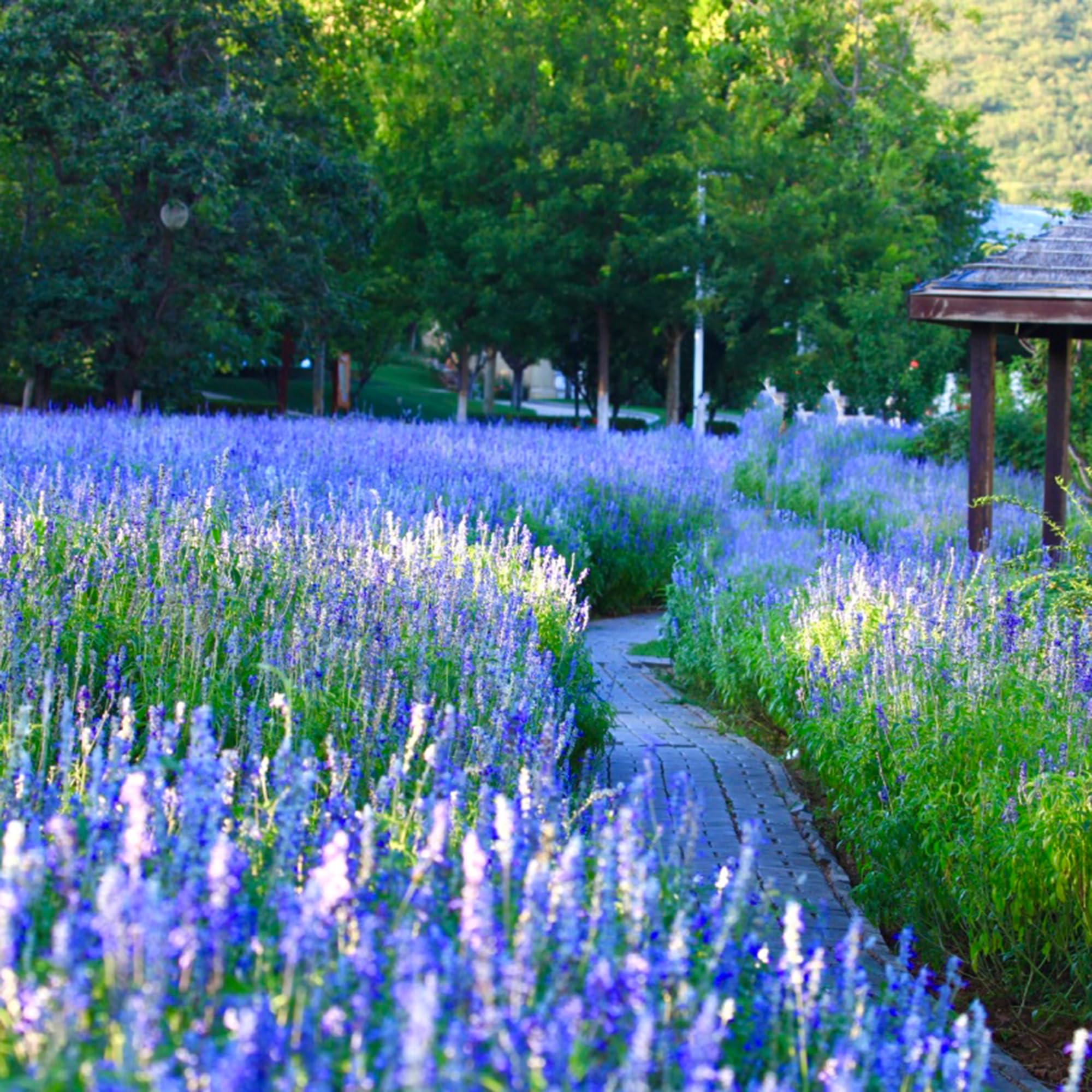 Mixrug lavender blooms brighten a colorful garden border