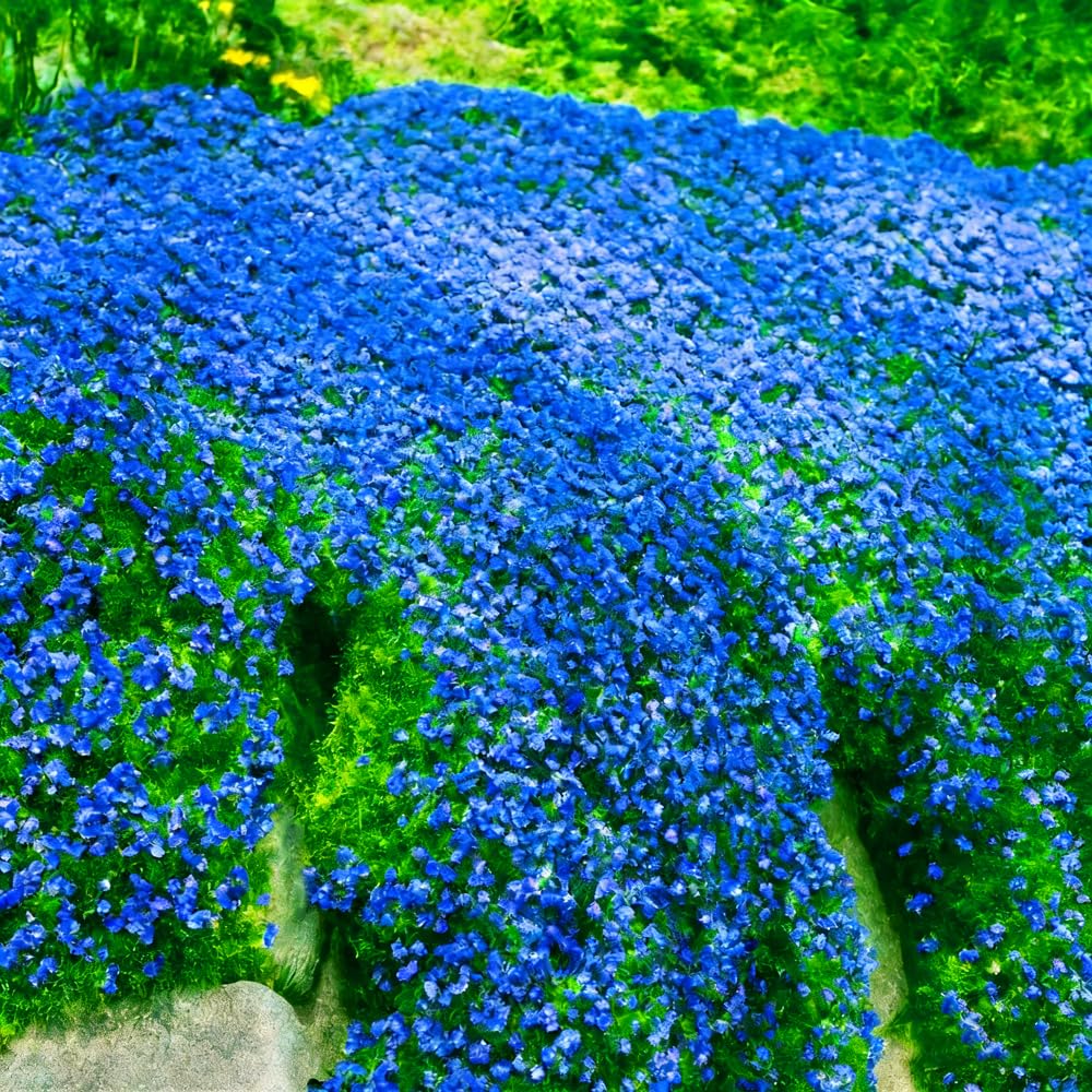 Mixrug lavender-blue flower clusters on creeping thyme in early summer