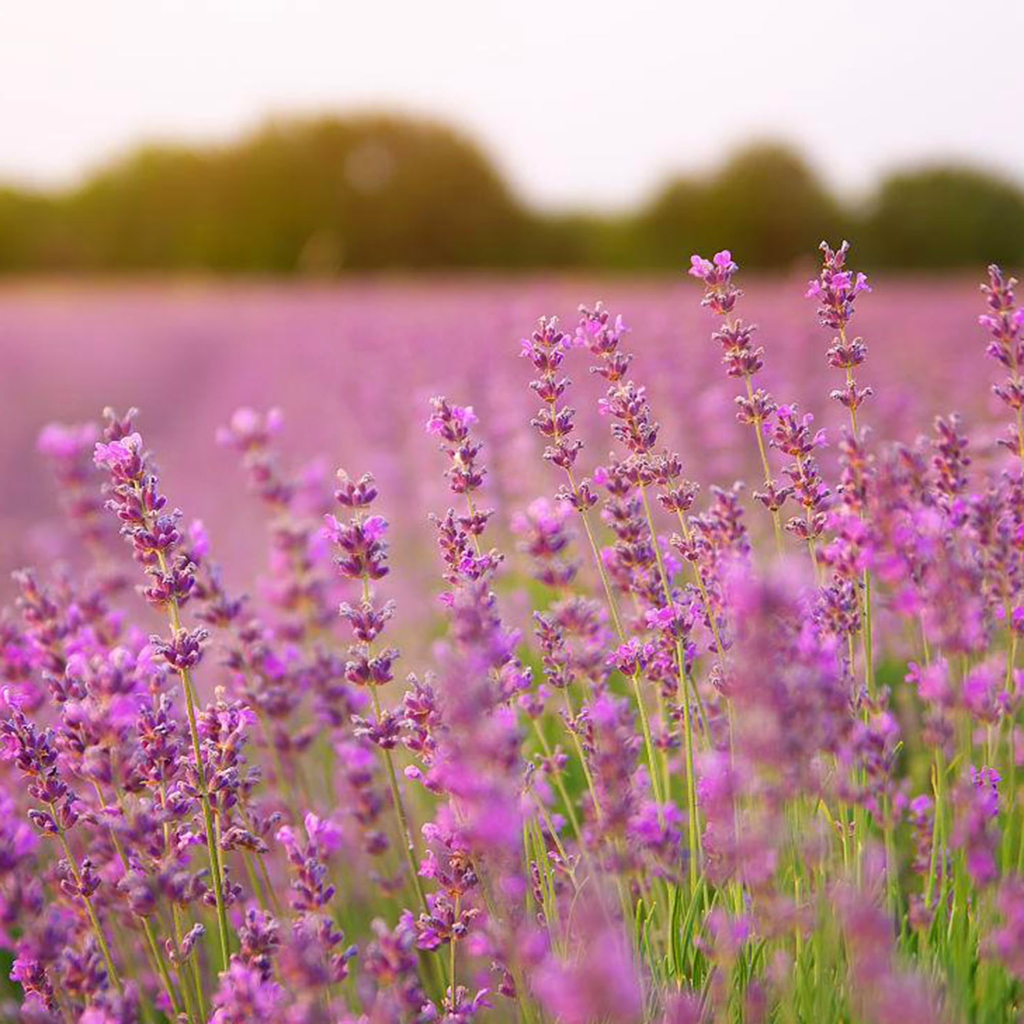 Mixrug lavender seeds for sachets and bouquets