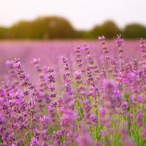 Mixrug lavender seeds for sachets and bouquets