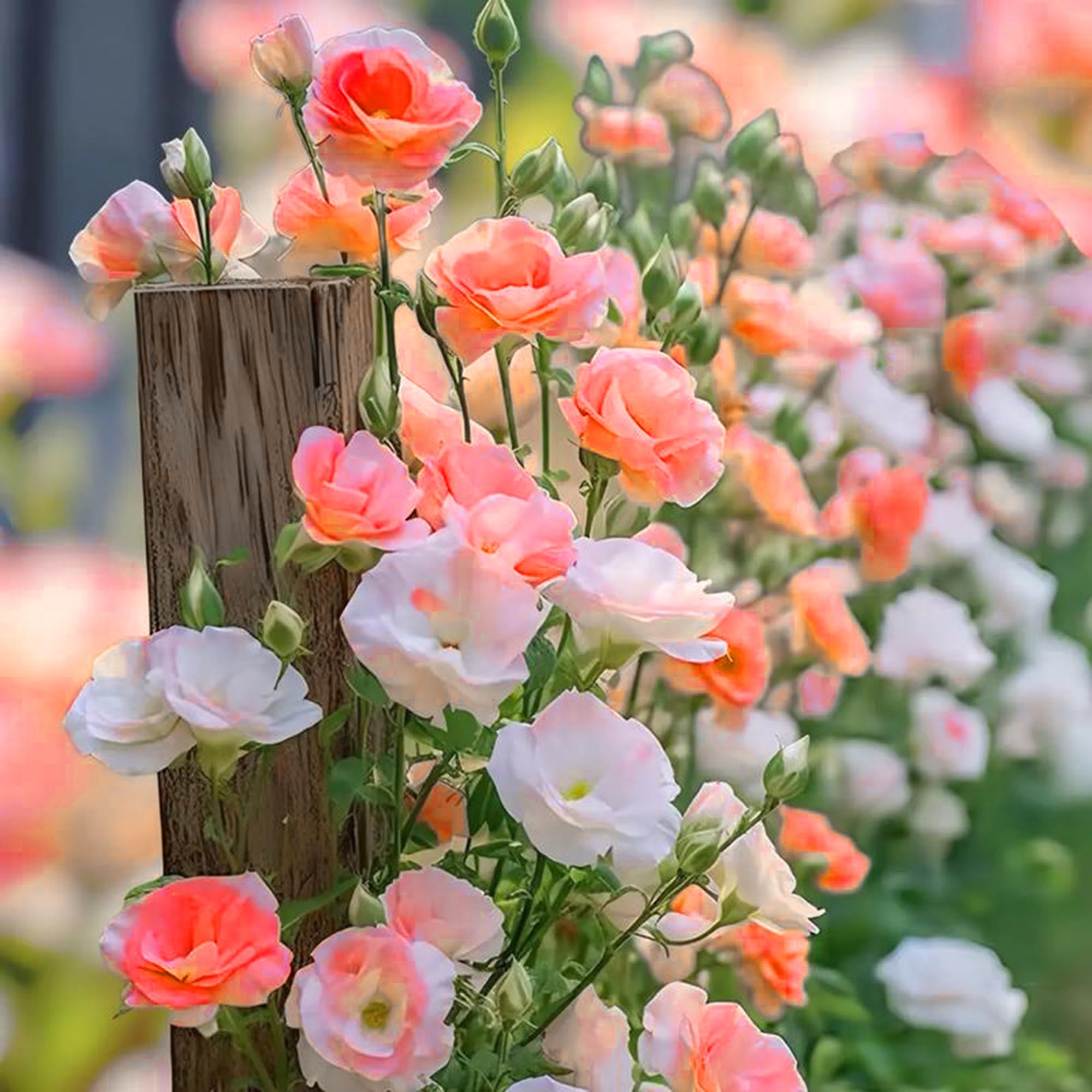 Bees and butterflies near the fragrant Mixrug lisianthus blooms