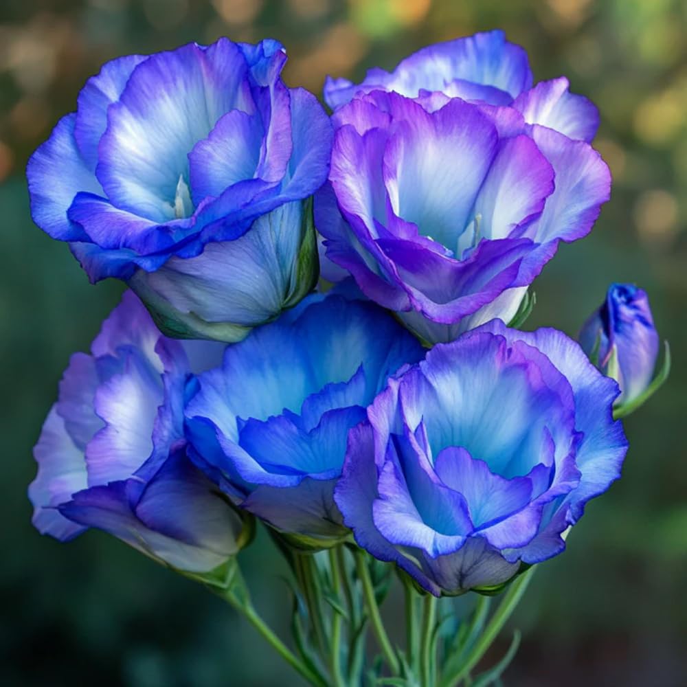 Mixrug lisianthus seeds cut-flower garden for bouquets and indoor displays.