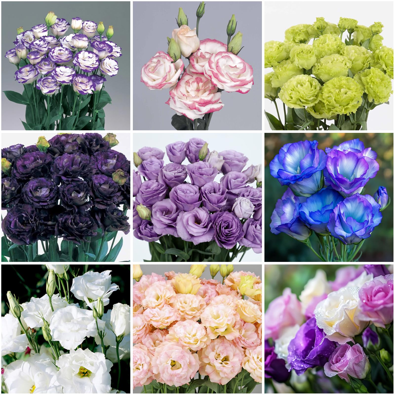 Mixrug lisianthus seeds double-flower outdoor planting for vibrant, long-lasting cut flowers.