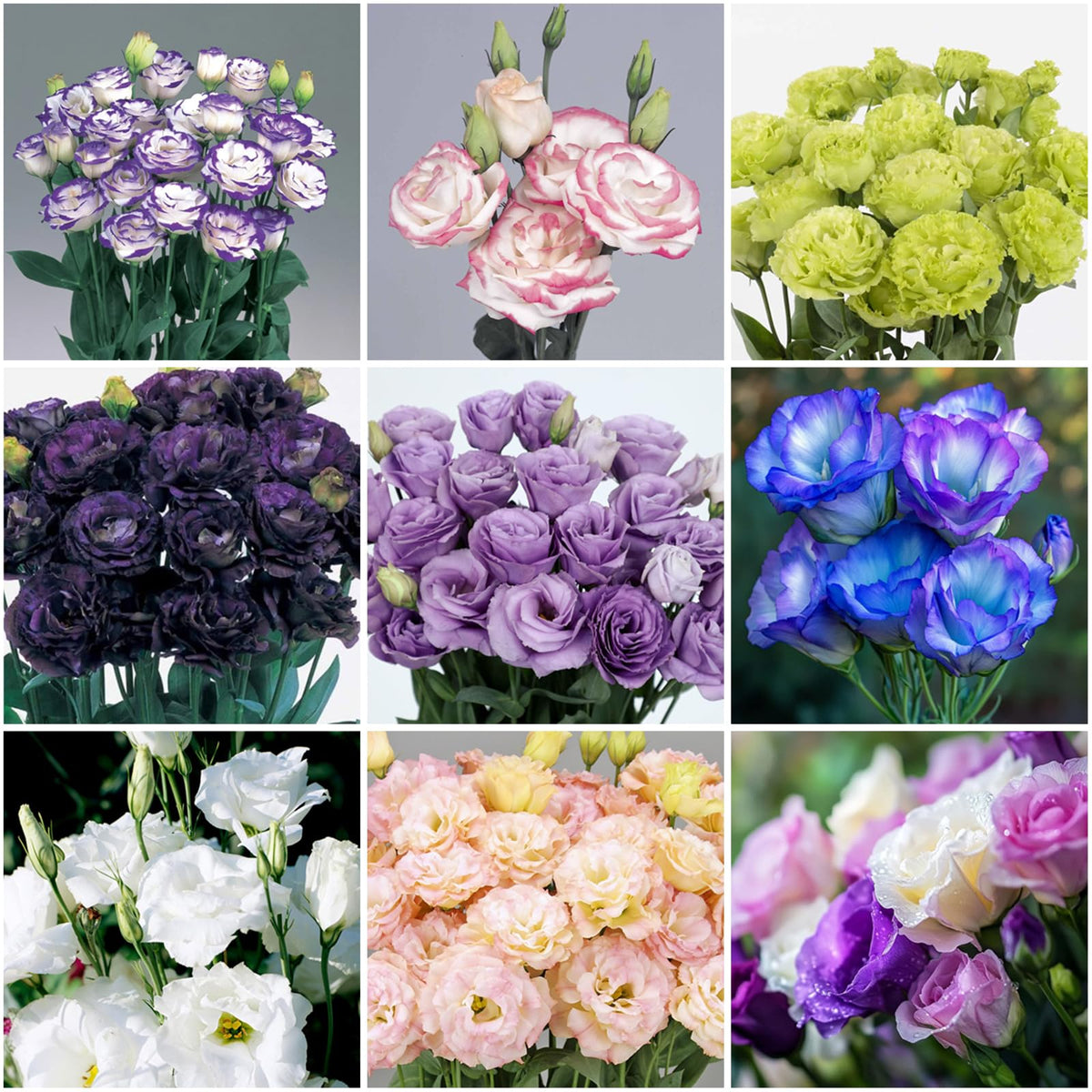 Mixrug lisianthus seeds double-flower outdoor planting for vibrant, long-lasting cut flowers.
