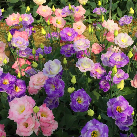 Mixrug Lisianthus seeds suit indoor and outdoor planting options.