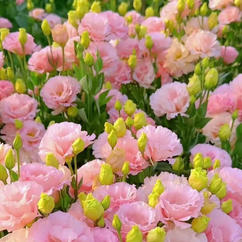 Long stems from Mixrug lisianthus seeds ideal for bouquets and arrangements