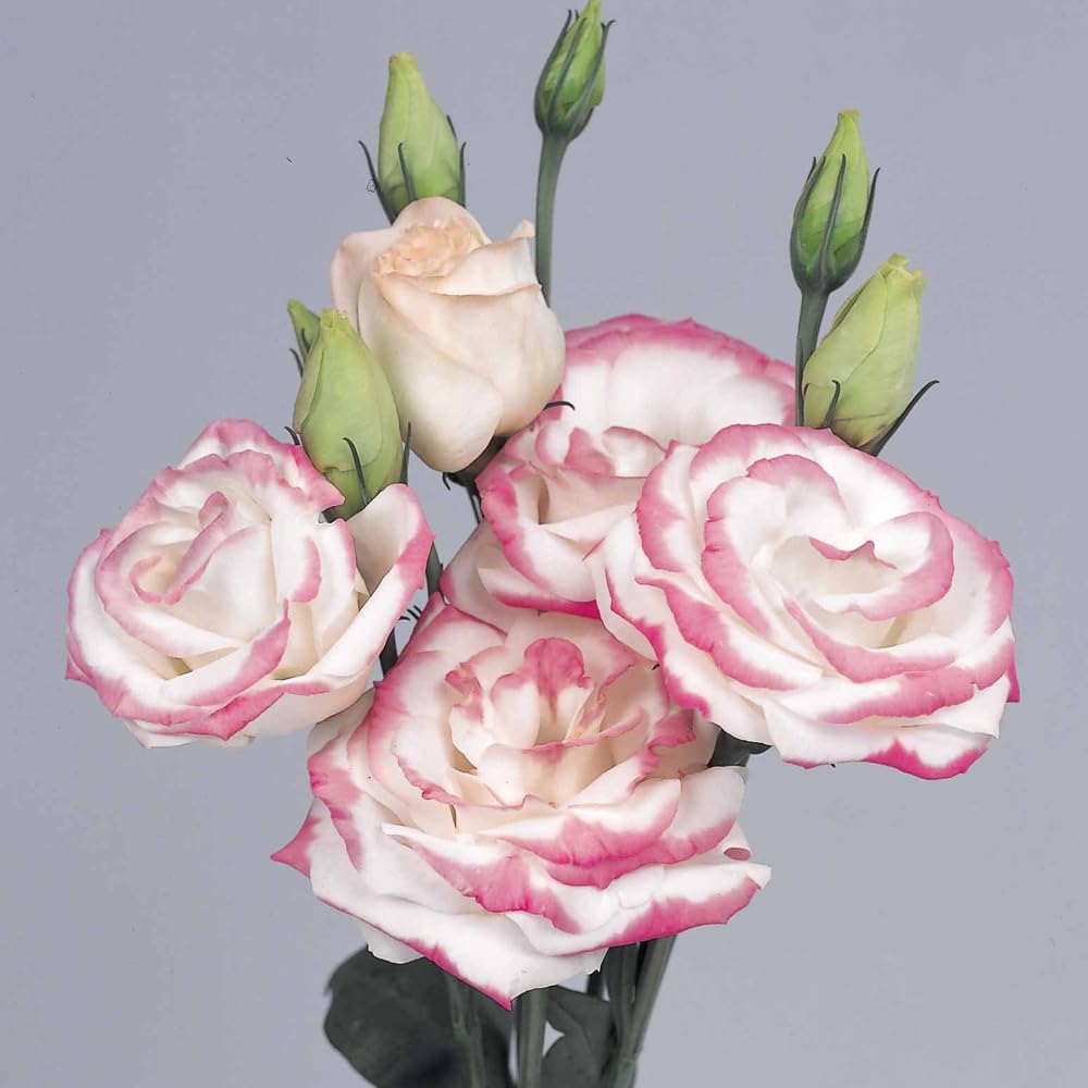 Mixrug lisianthus seeds mid-summer bloom for decorative borders.