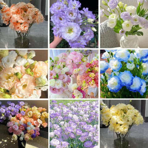 Outdoor border planting with Mixrug lisianthus seeds for color and texture
