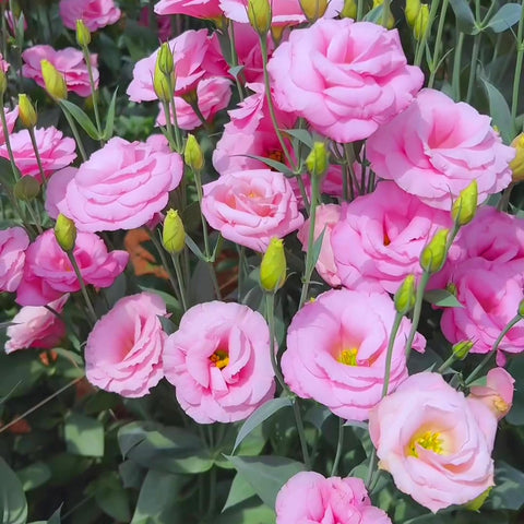 Mixrug Lisianthus seeds attract butterflies and bees in pollinator-friendly beds.