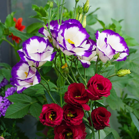 Mixrug Lisianthus seeds thrive in sunny, well-drained soil at home.