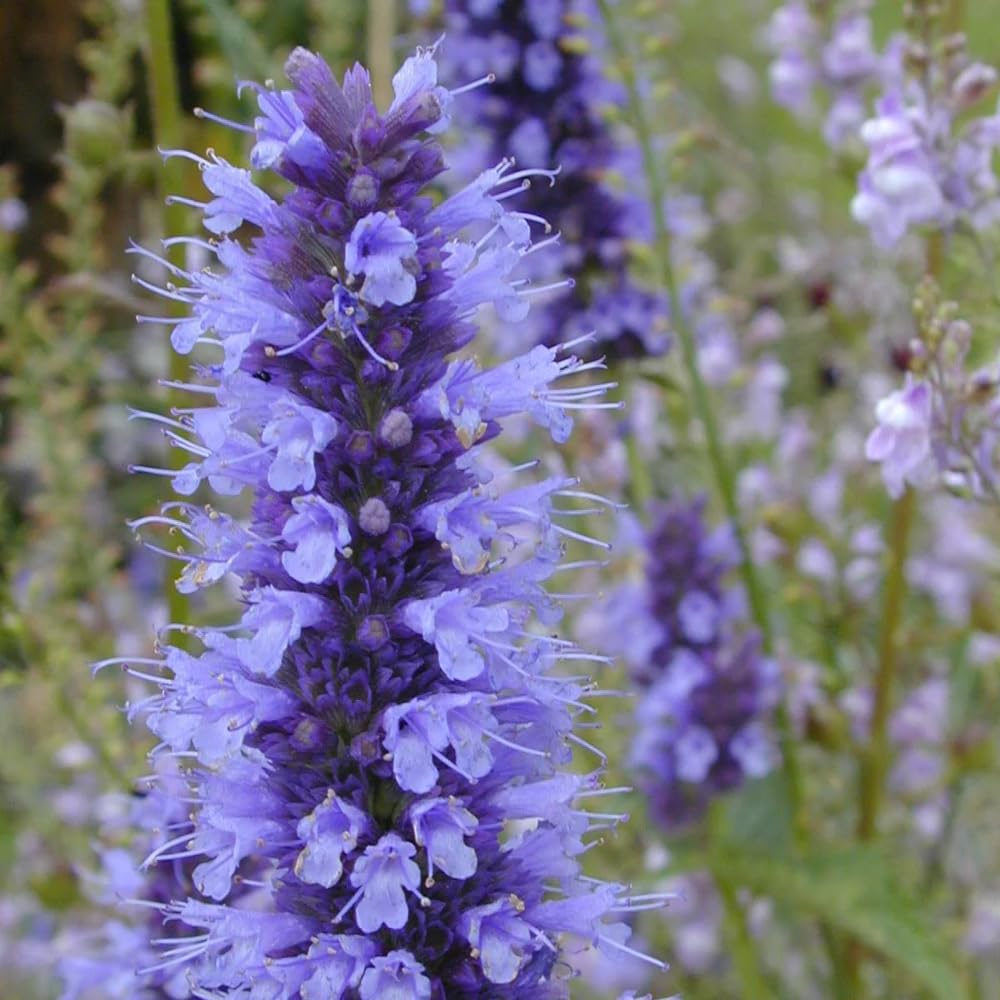 Mixrug long-blooming flowers perfect for fresh-cut arrangements.
