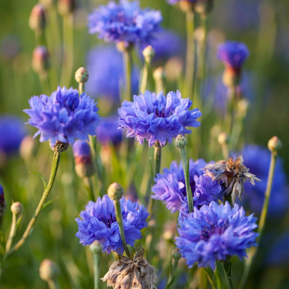Mixrug long-lasting cut flowers provide versatile indoor arrangements.