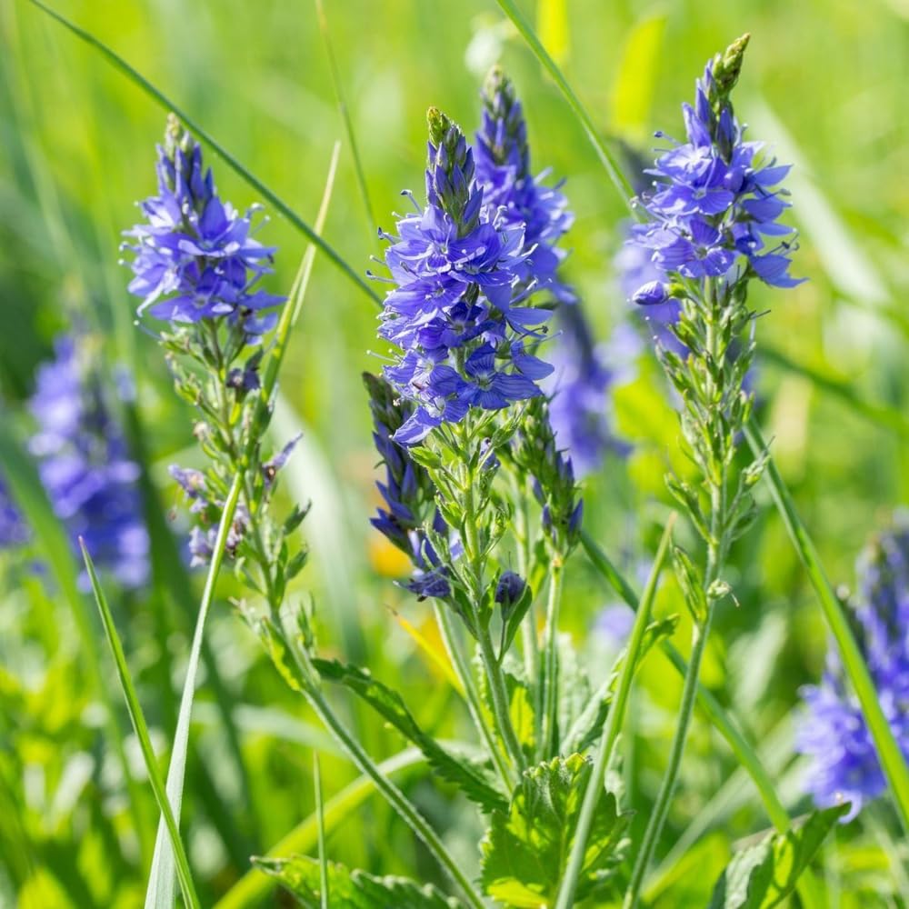 Mixrug low-maintenance seeds offer a vibrant, compact garden feature.
