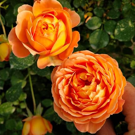 Mixrug low-maintenance-roses-seeds suit indoor or outdoor cultivation.