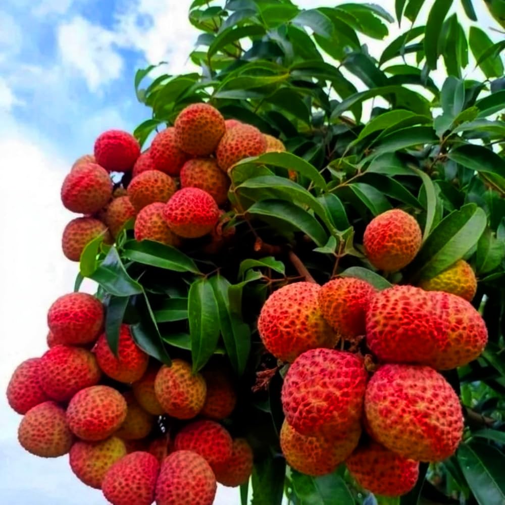 Mixrug lychee seeds close-up highlighting organic heritage