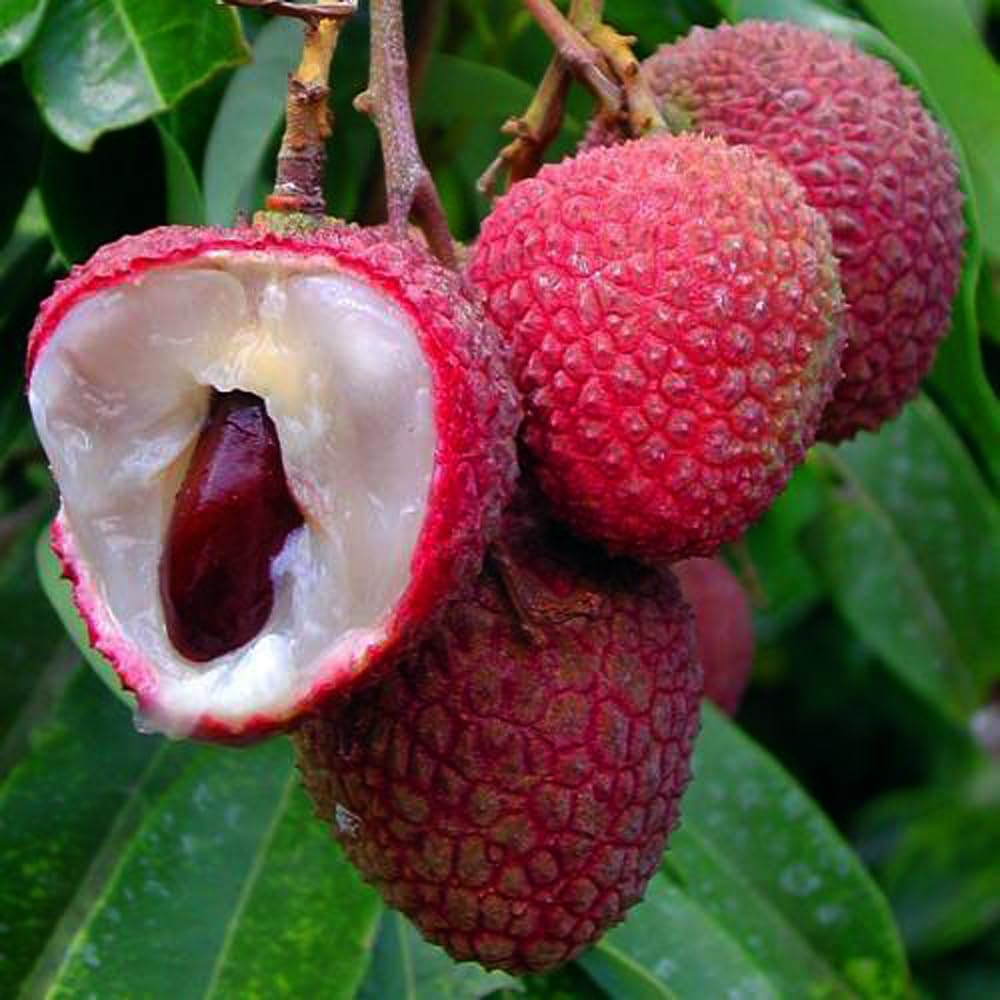Mixrug lychee seeds packaging close-up for freshness and viability