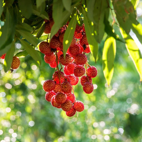 Mixrug lychee tree showing developing fruit and fragrances