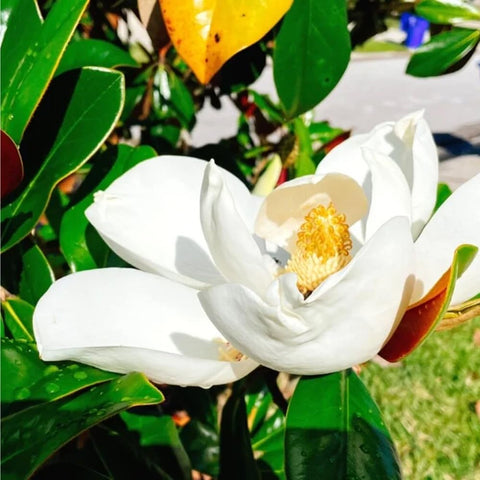 Mixrug magnolia fragrant bloom close-up for garden ambiance.
