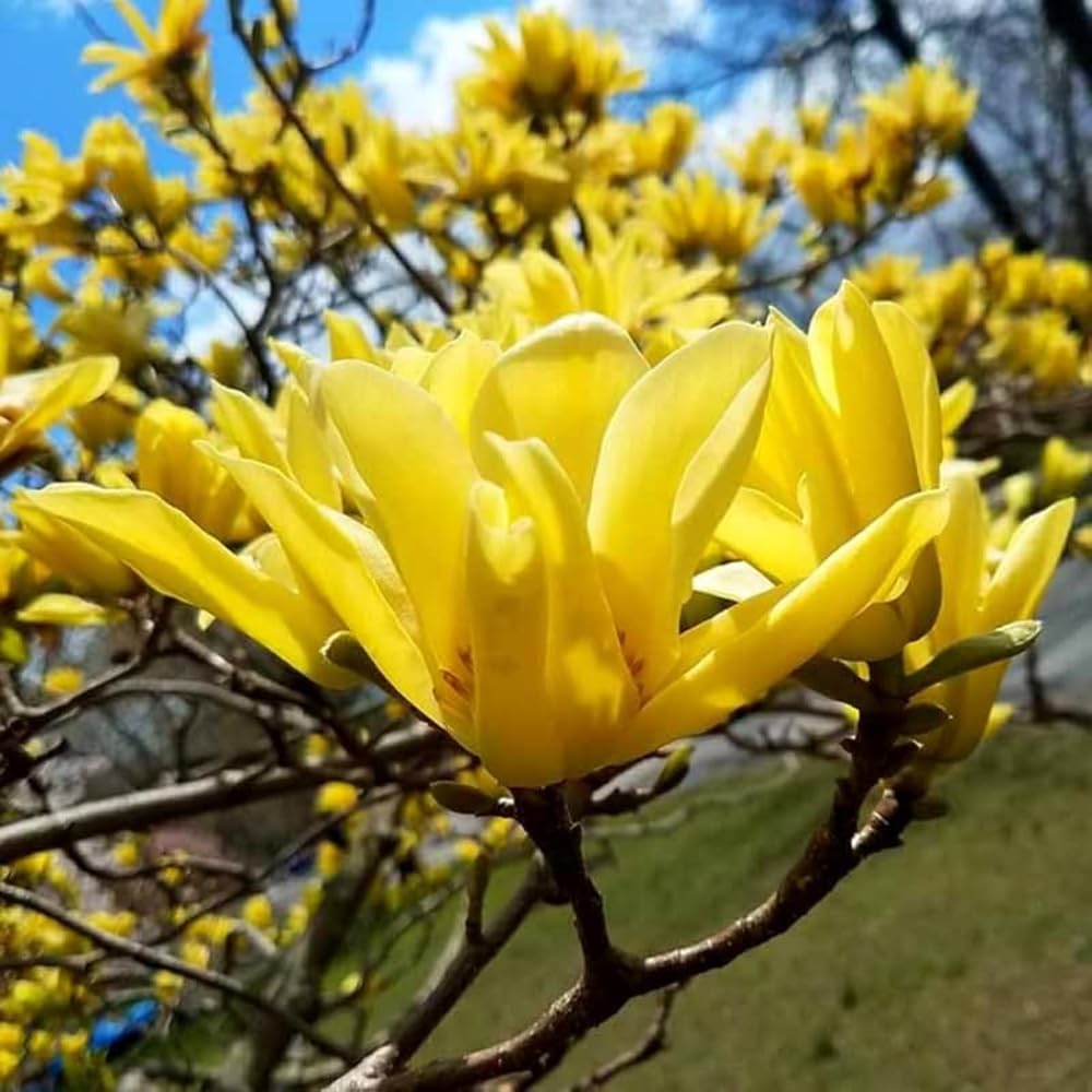 Mixrug magnolia garden planting scene with proper sun exposure.