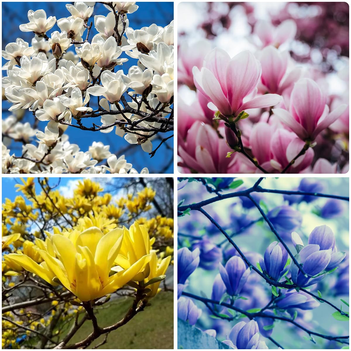Mixrug magnolia seed pack for outdoor planting and vibrant garden blooms.