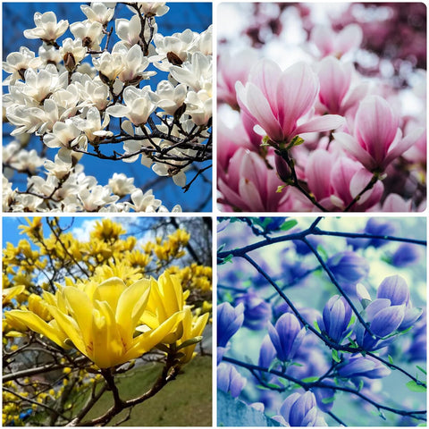 Mixrug magnolia seed pack for outdoor planting and vibrant garden blooms.
