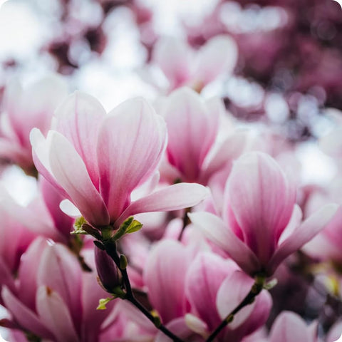 Mixrug magnolia seeds soaking process shown to boost germination readiness.