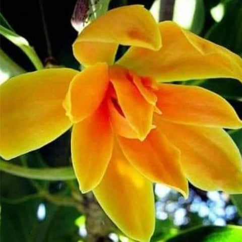 Mixrug magnolia spring bloom close-up highlights fragrant petals.