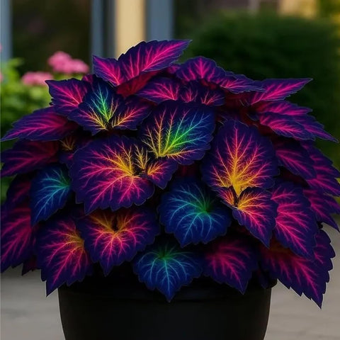 Mixrug mature coleus plants with vibrant foliage for pots and borders