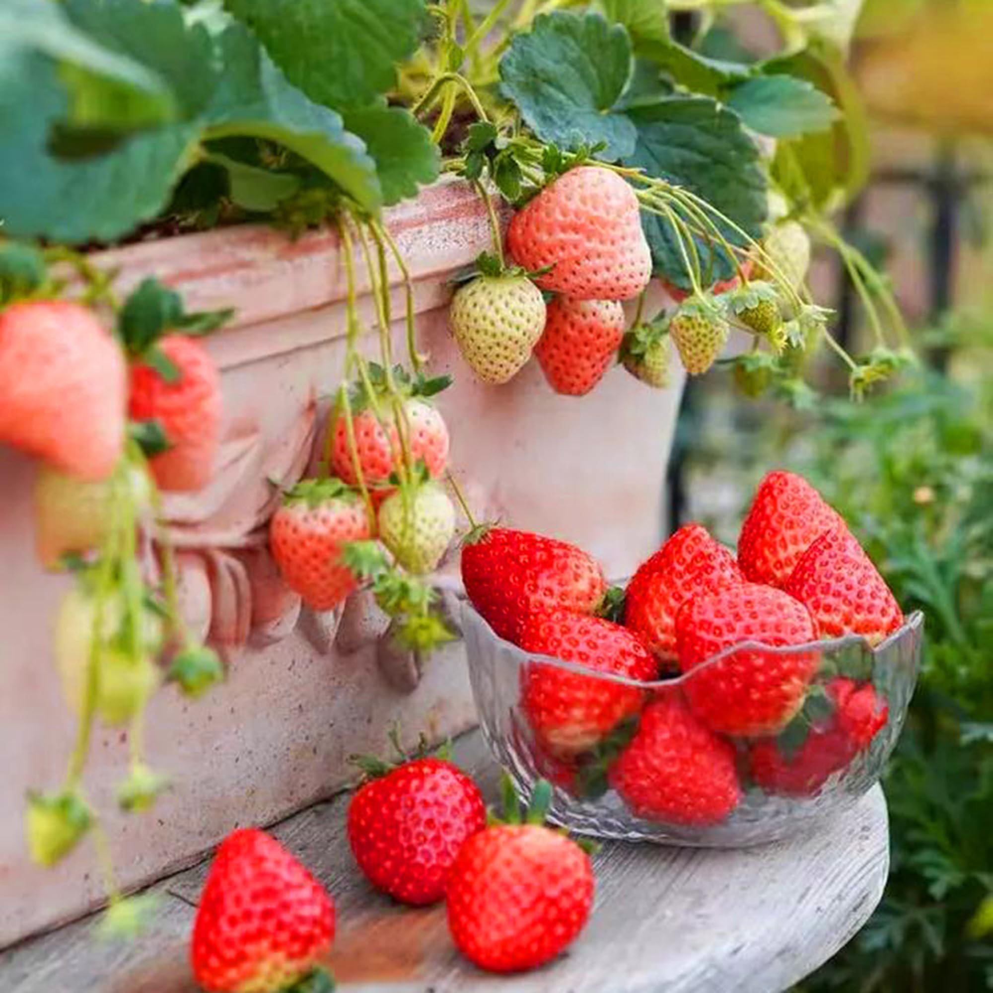 Mixrug mature fruit-bearing plants in garden bed with visible berries