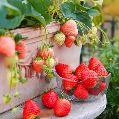Mixrug mature fruit-bearing plants in garden bed with visible berries