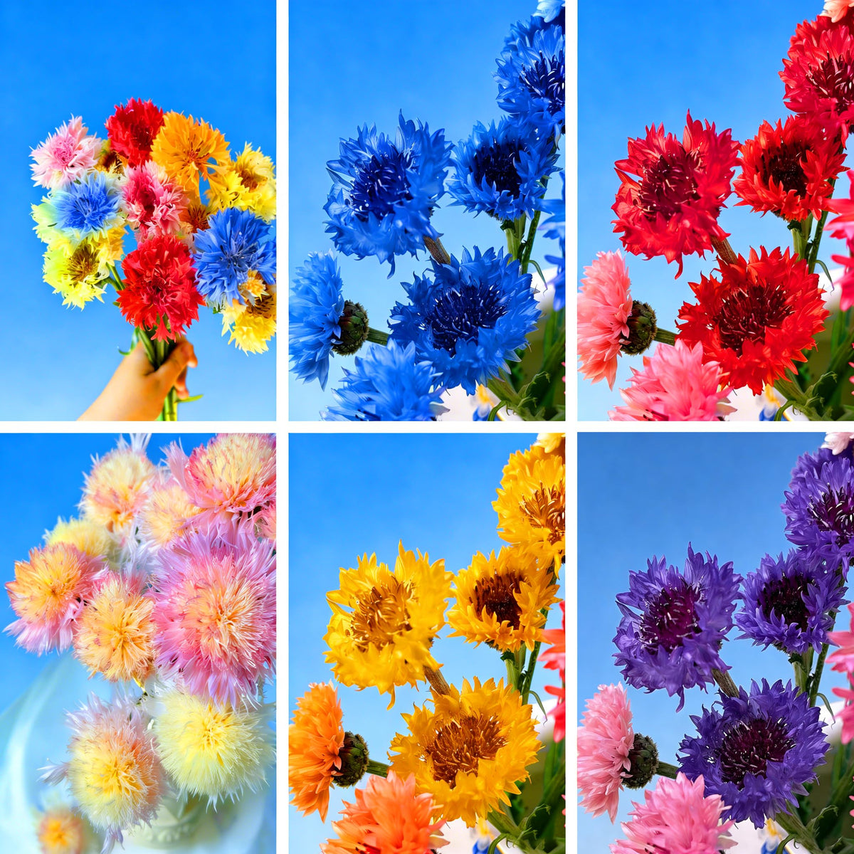 Mixrug cornflower seeds pack ready for sowing to boost garden color.