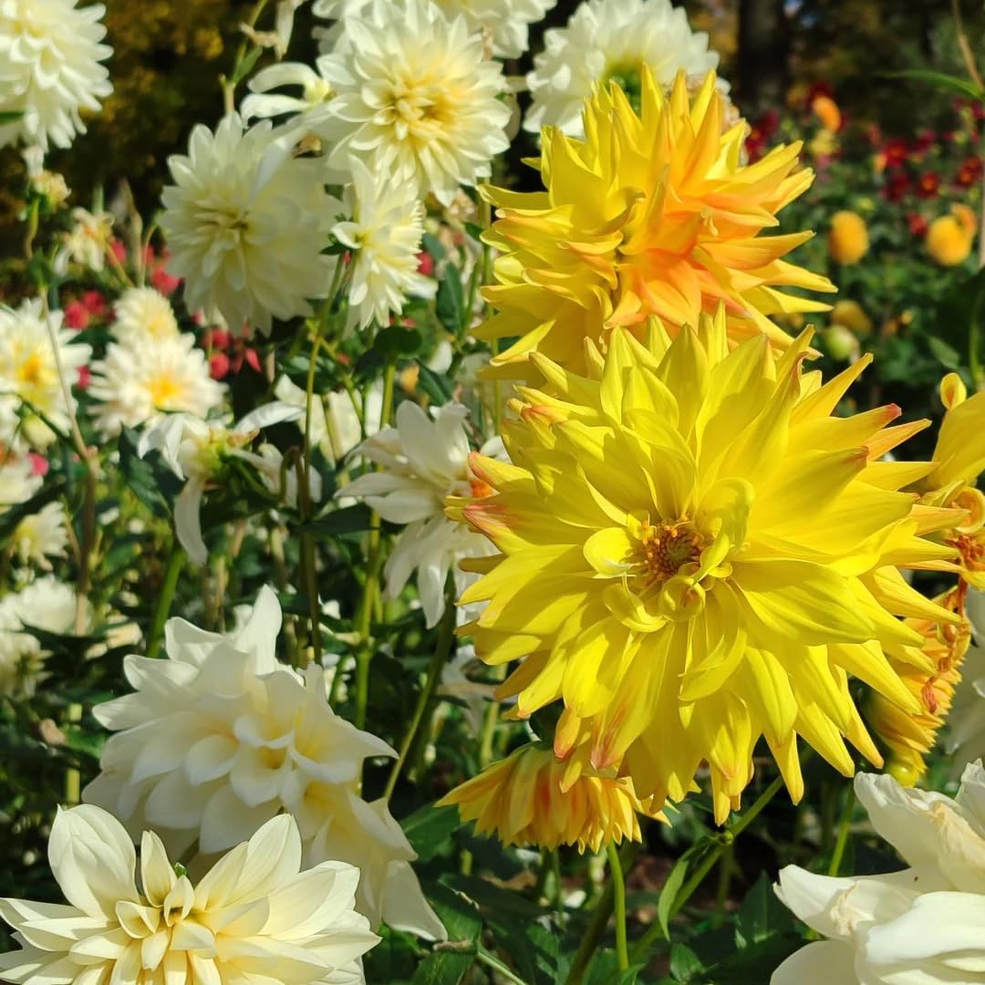 Mixrug Mix Dahlia Seeds blooming in garden under sun with bold petals