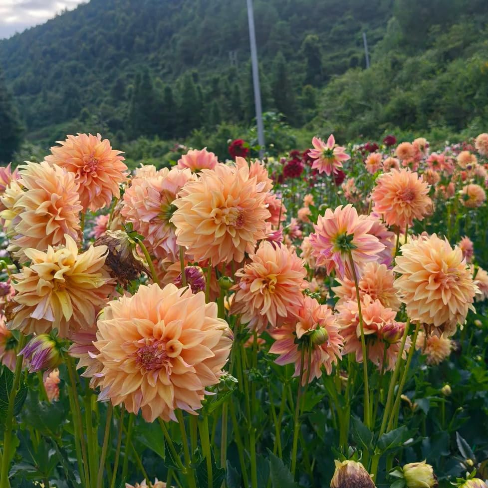 Mixrug Mix Dahlia Seeds ready-to-use seed pack for easy landscape planning