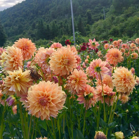Mixrug Mix Dahlia Seeds ready-to-use seed pack for easy landscape planning