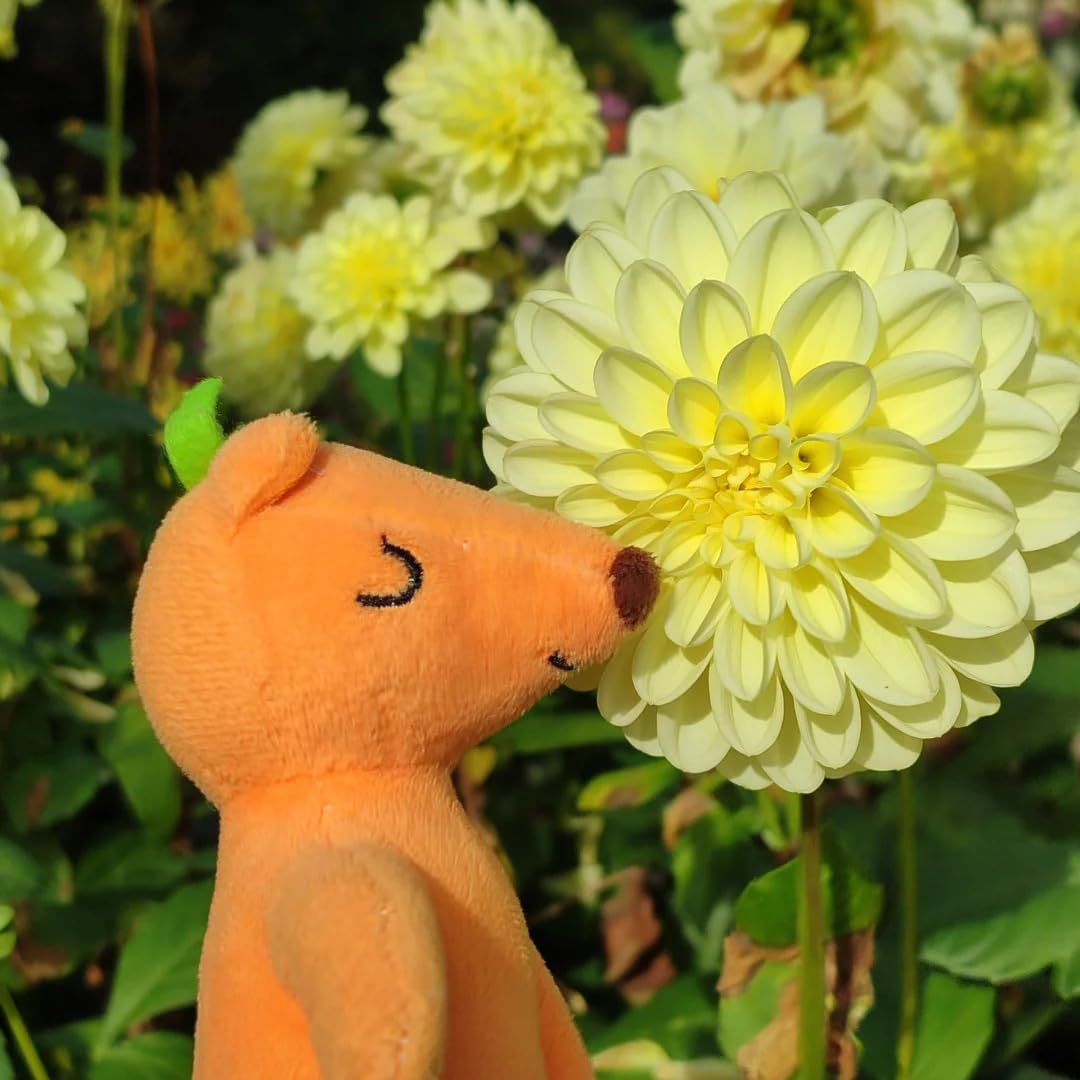 Mixrug Mix Dahlia Seeds heirloom variety highlighting heritage and rich color