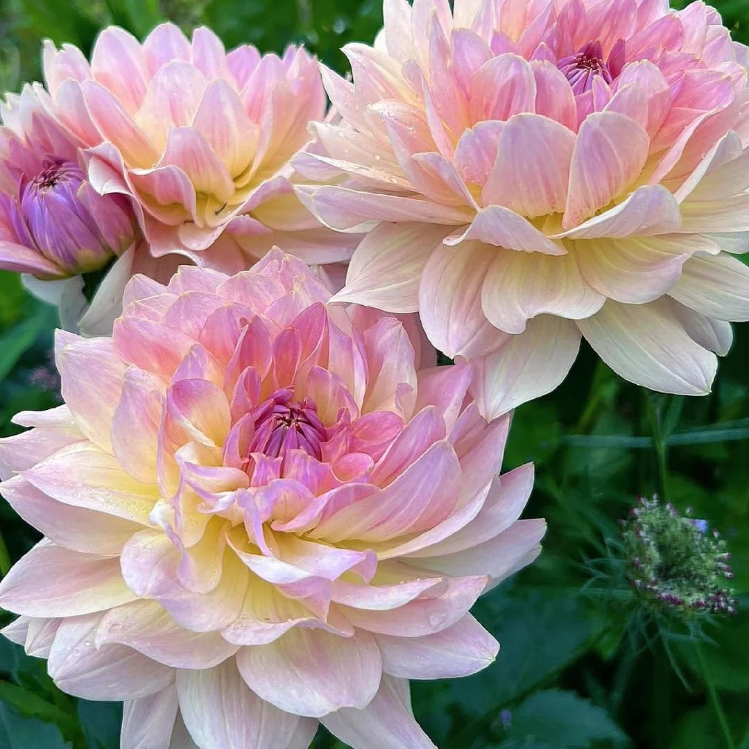 Mixrug Mix Dahlia Seeds packet close-up for easy planting and vibrant blooms