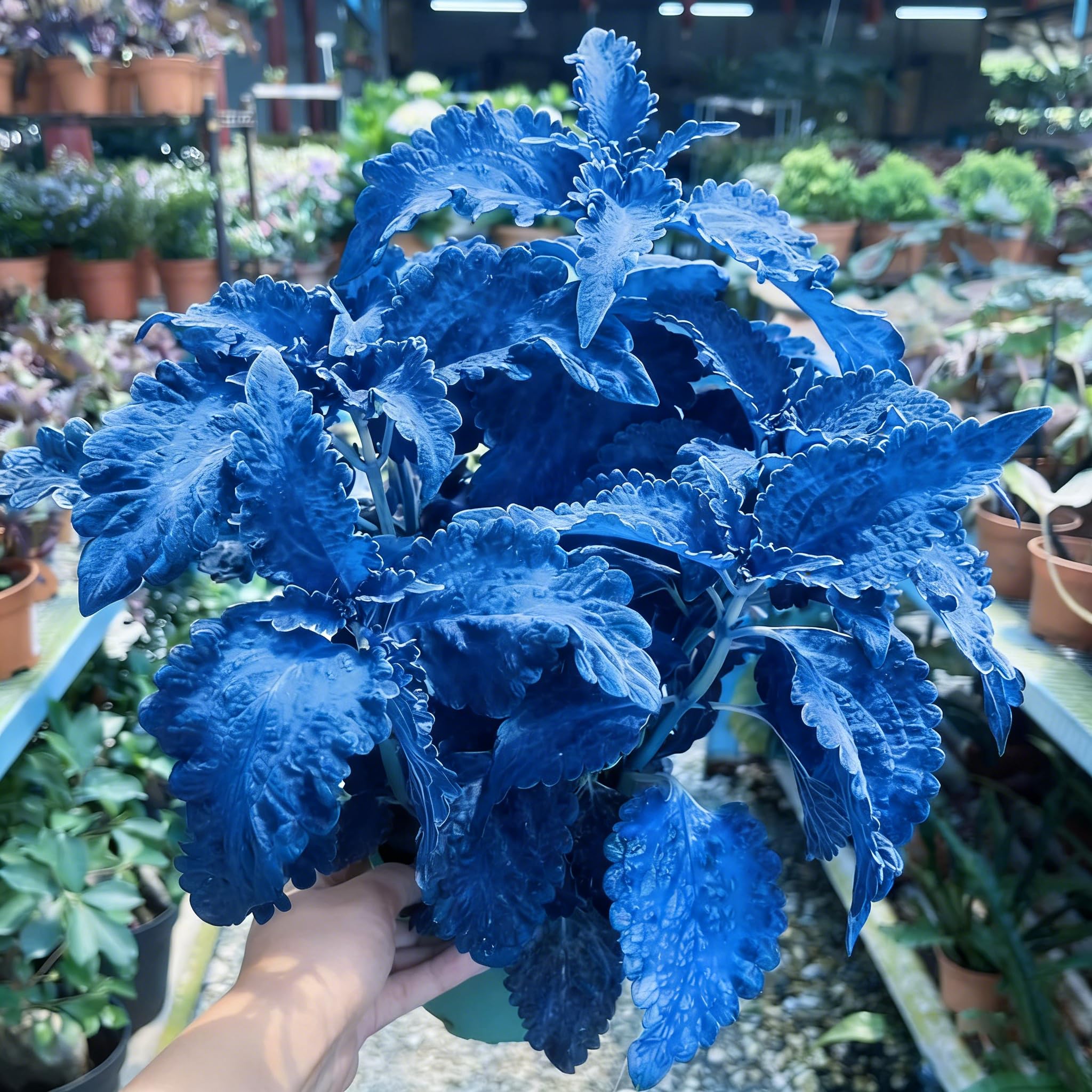 Mixrug Mix Dwarf Coleus plants with colorful foliage for a striking container display
