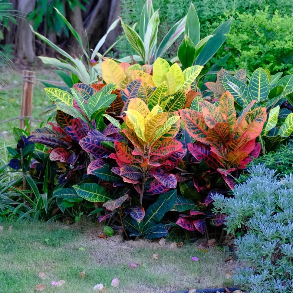 Mixrug Mix Dwarf Coleus in a patio container thriving in partial shade