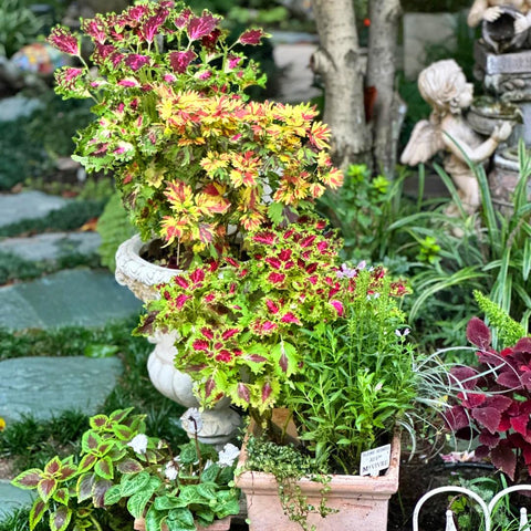 Mixrug Mix Dwarf Coleus dried flower arrangement adding lasting color