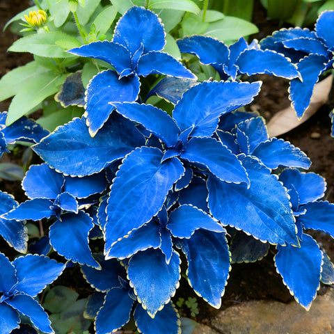 Mixrug Mix Dwarf Coleus blooms attracting bees and butterflies