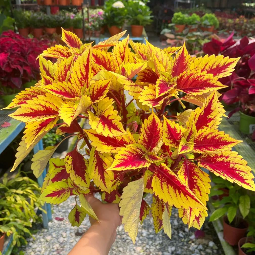 Mixrug Mix Dwarf Coleus seedlings thriving with bright interior light
